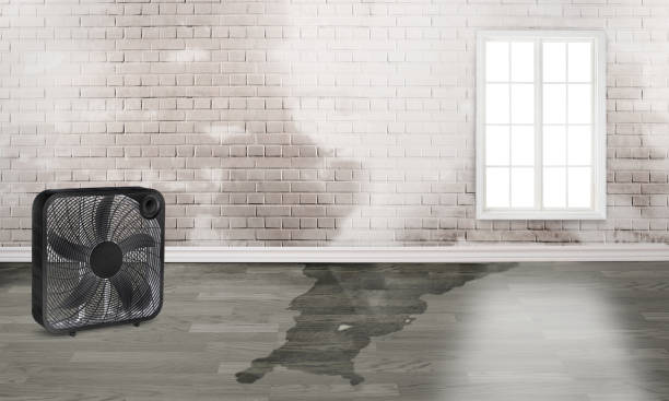 Best Basement water damage restoration  in Ardia, CA