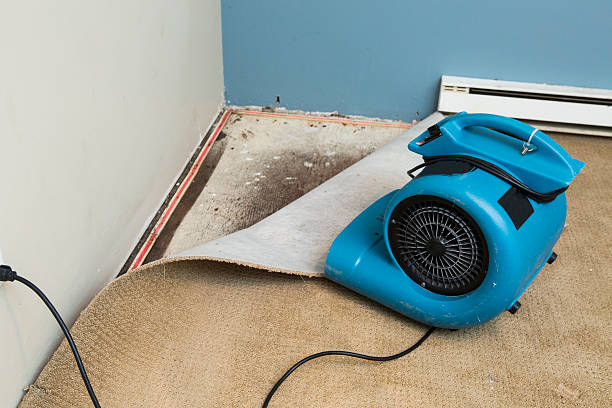 Best Professional water damage repair  in Ardia, CA